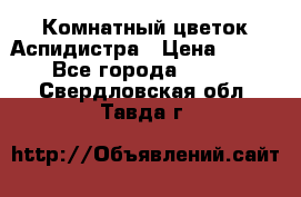 Комнатный цветок Аспидистра › Цена ­ 150 - Все города  »    . Свердловская обл.,Тавда г.